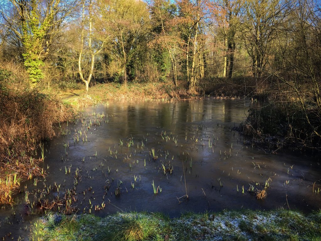 Marks Hill Wood - Basildon Natural History Society