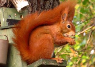 Thumbnail for the post titled: The Red Squirrels of West Mersea a talk by Dougal Urquhart