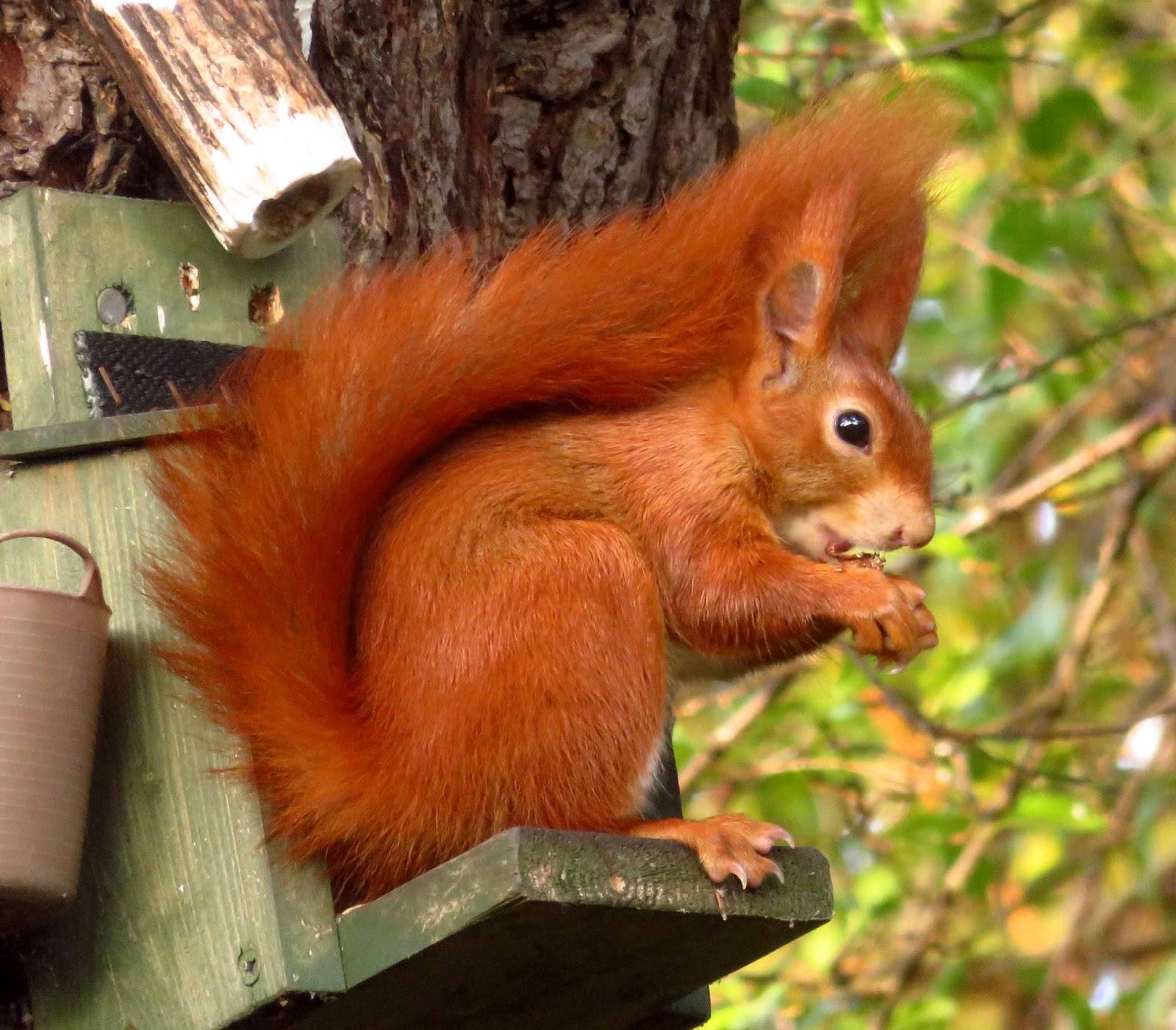 The Red Squirrels of West Mersea a talk by Dougal Urquhart - Basildon ...